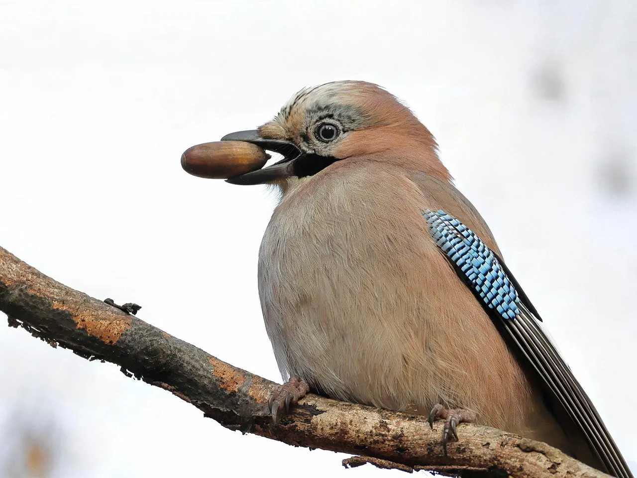 How Blue Jays Run a Forest-Wide Pantry Without a Map (Image Credits: Pixabay)