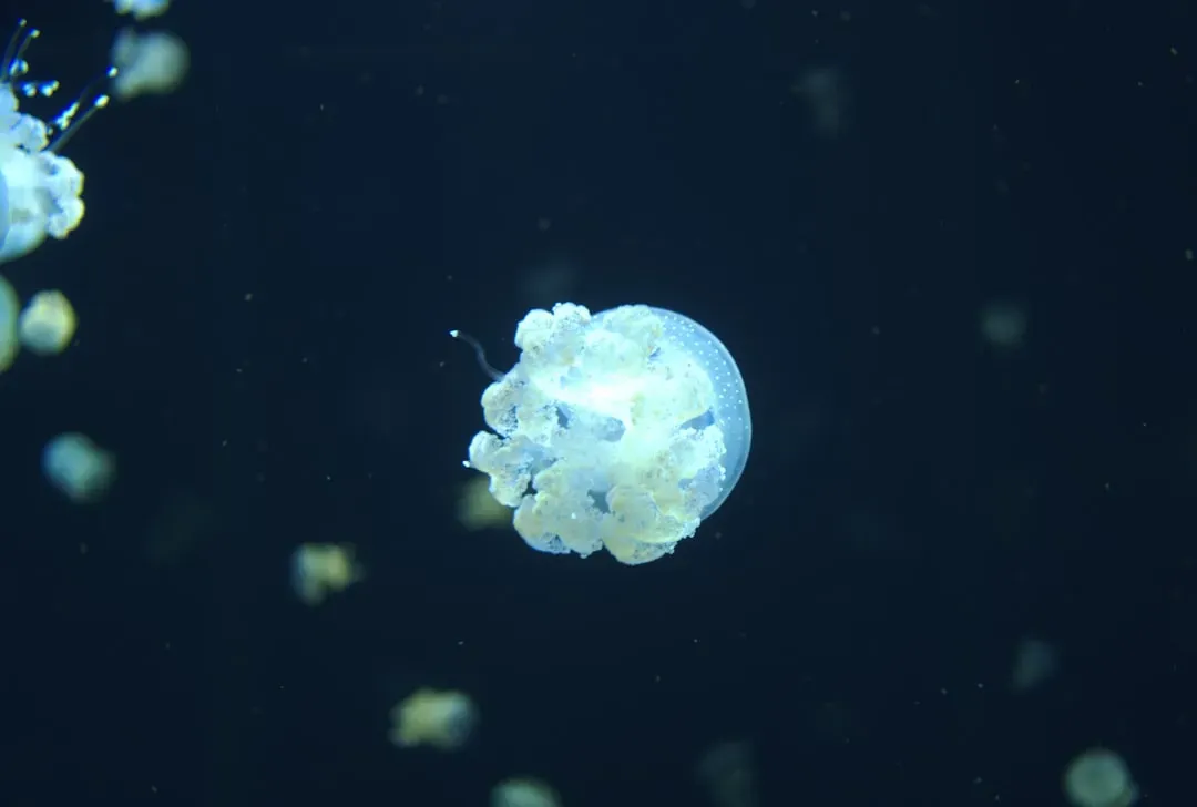 7. Freshwater Jellyfish: The Surprise of Still Waters (Image Credits: Unsplash)