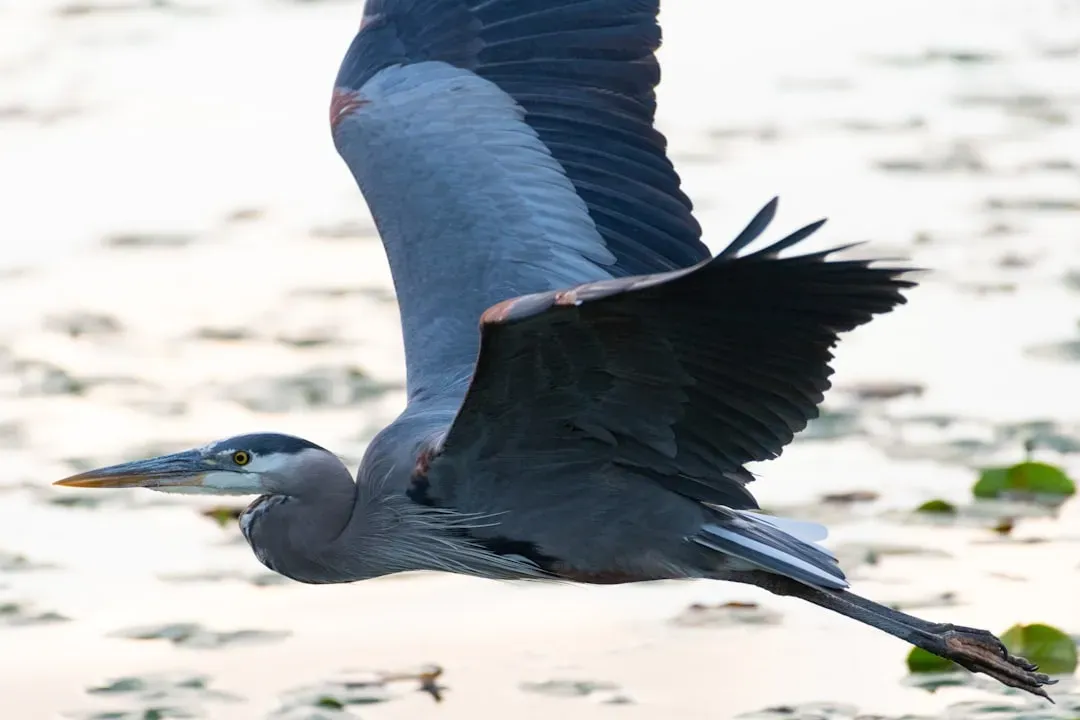 A Wingspan That Stops You in Your Tracks (Image Credits: Unsplash)