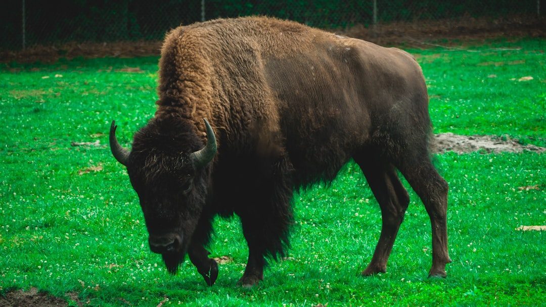 The Buffalo/Bison: Provider of Abundance and Sacrifice (Image Credits: Unsplash)