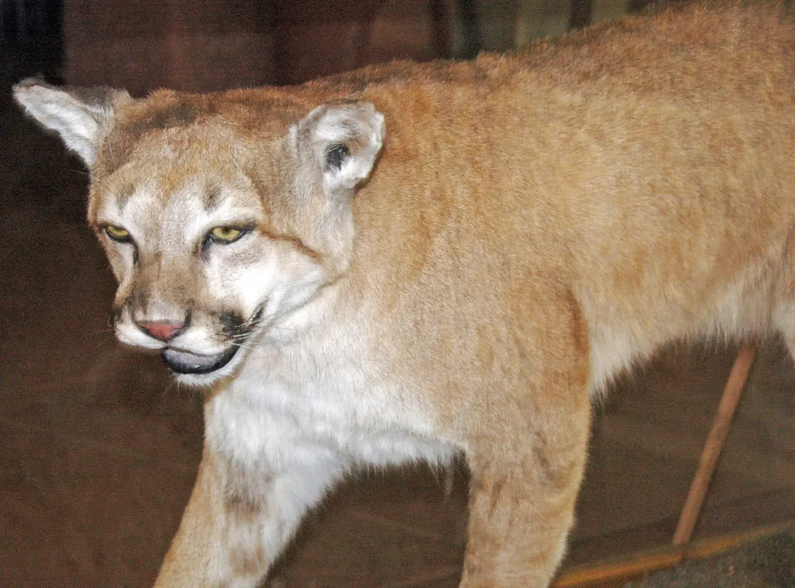 Ecosystem Engineers in Disguise (Image Credits: Wikimedia)