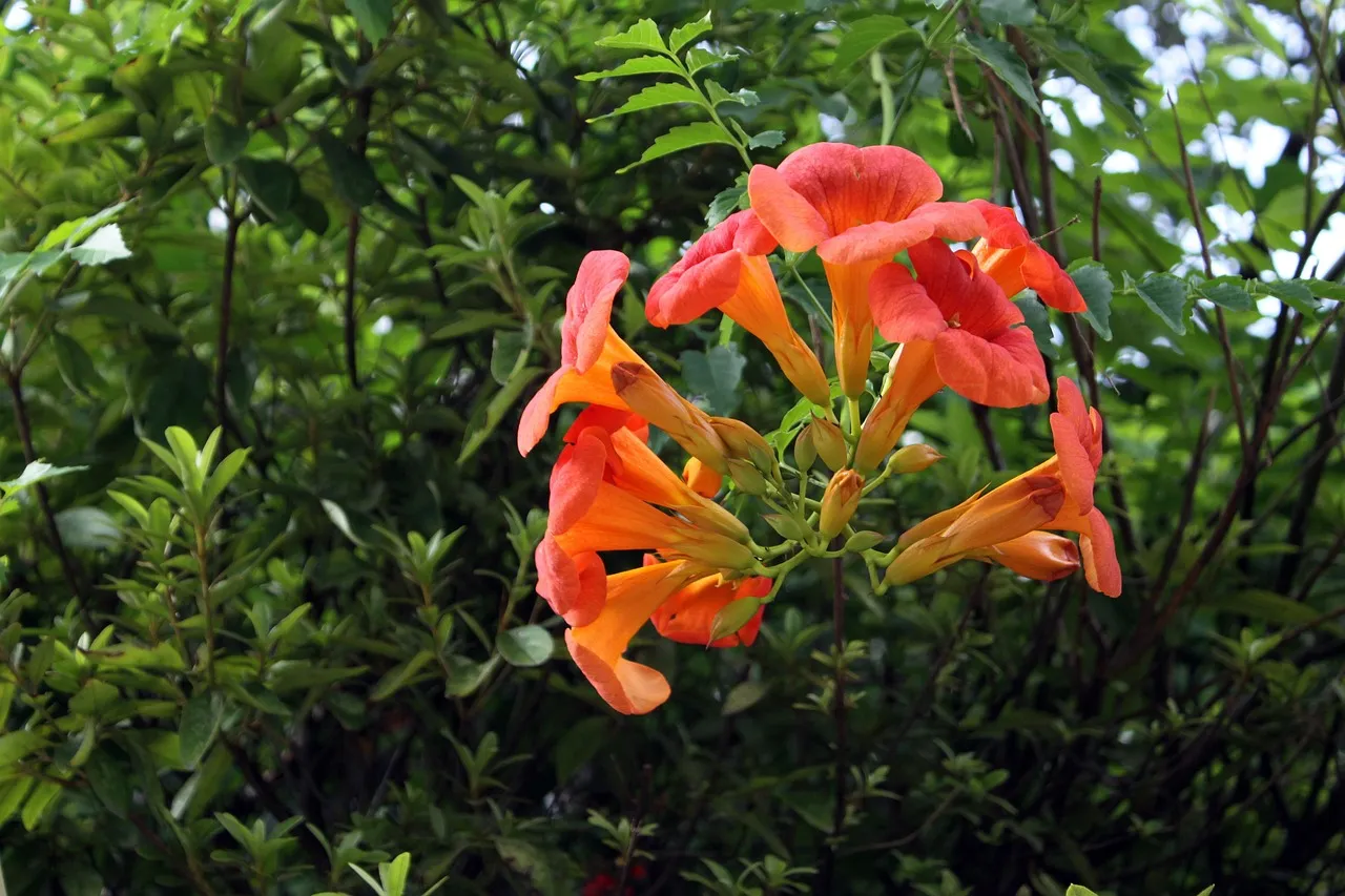 #1 - Trumpet Vine: The Overachiever They Can't Quit (Image Credits: Pixabay)