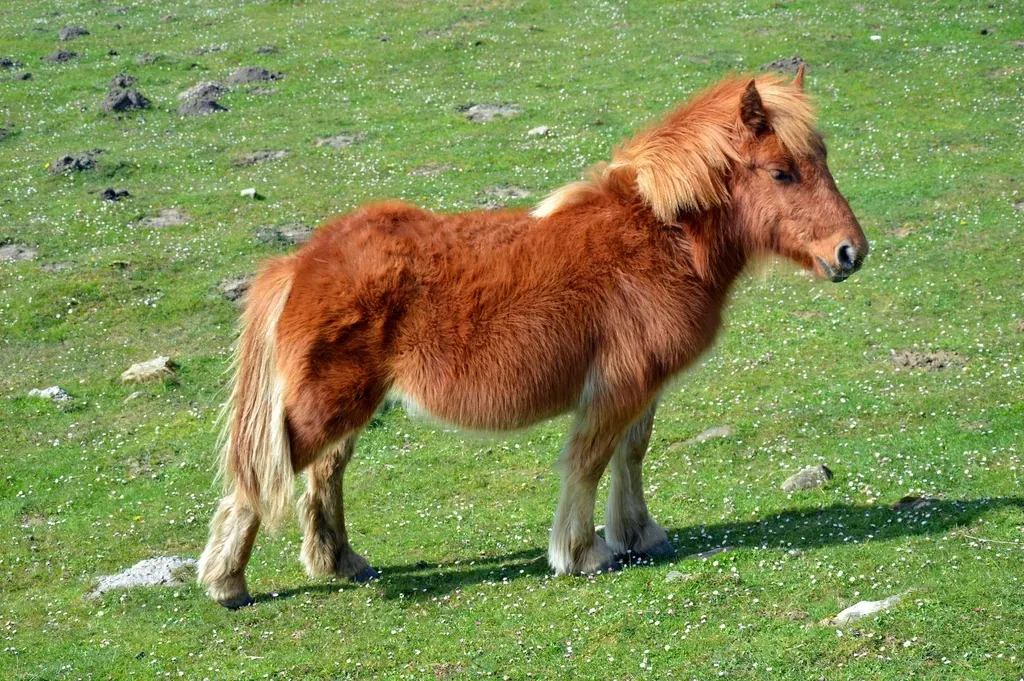 #1 - Shetland Ponies (Image Credits: Rawpixel)