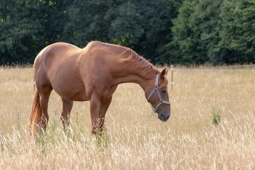 Draft Breeds: The Gentle Giants of Patience (Image Credits: Unsplash)