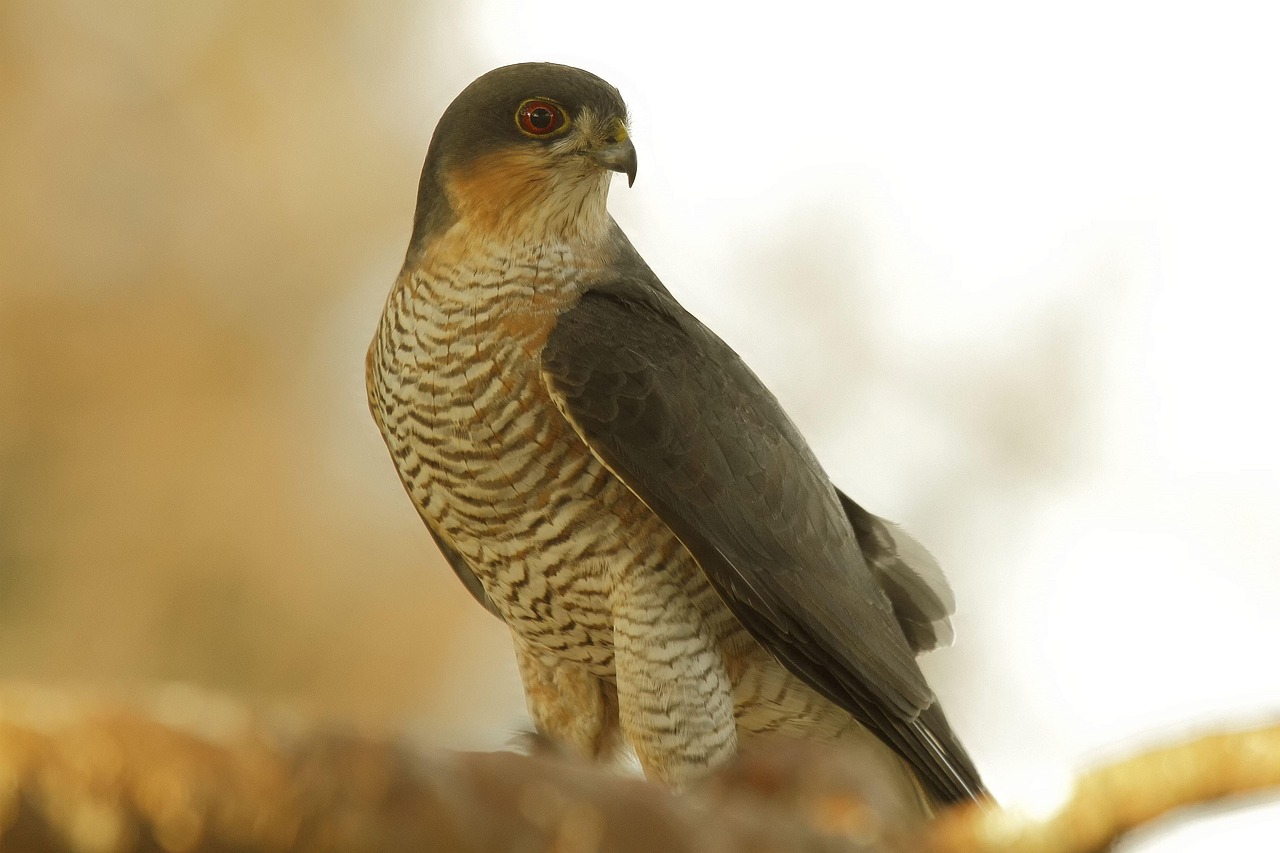 Aquarius: The Northern Goshawk (Image Credits: Pixabay)