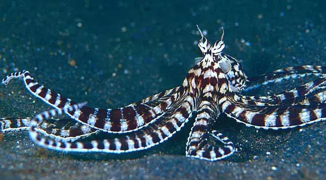 3. The Mimic Octopus: Master of Disguise in the Deep (avialpert, Flickr, CC BY-SA 2.0)