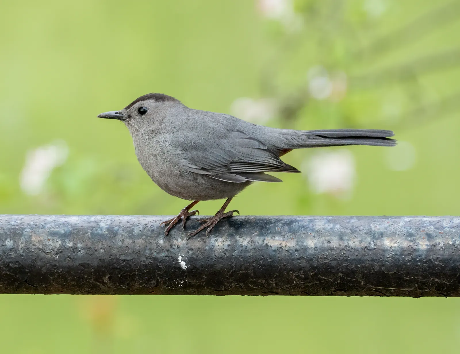 7. Gray Catbird: The Dual-Voice Wonder (Image Credits: Wikimedia)