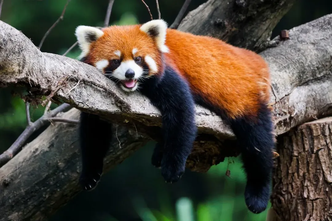4. The Red Panda: Neither Fox Nor Bear, Something Better (Image Credits: Unsplash)