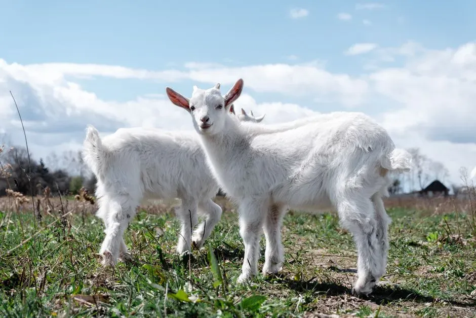 #11 - The Goat's Selective Affection (Image Credits: Pexels)