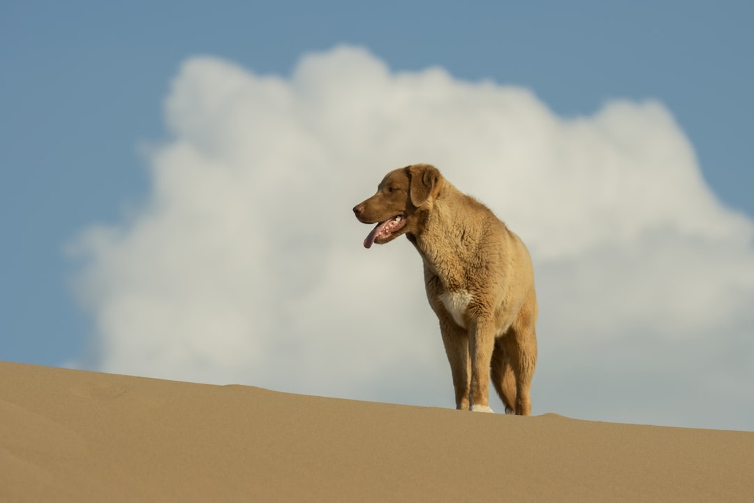 Canaan Dog: The Desert Survivor (Image Credits: Unsplash)