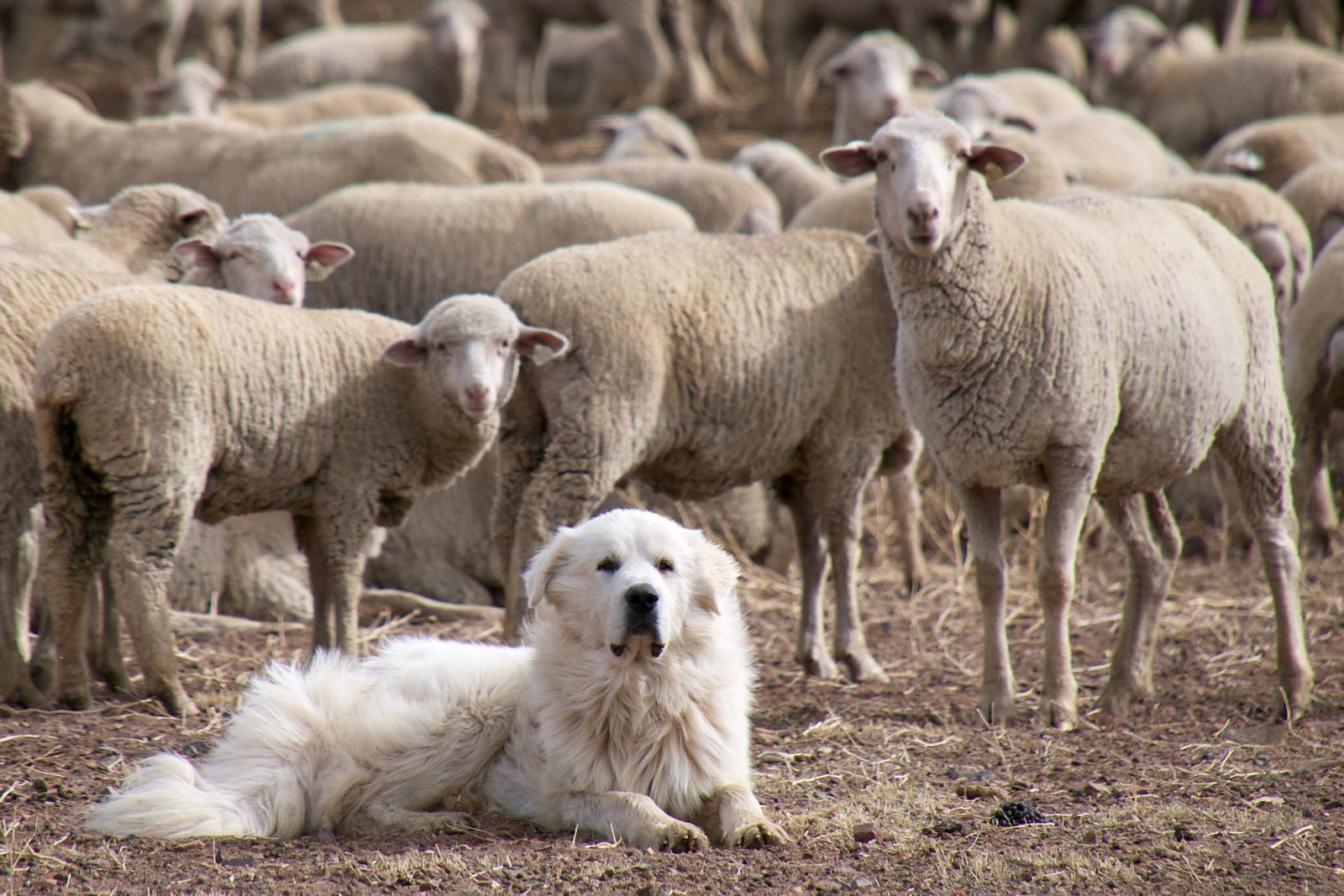 The Mighty Guardians: Great Pyrenees and Anatolian Shepherds (Image Credits: Wikimedia)