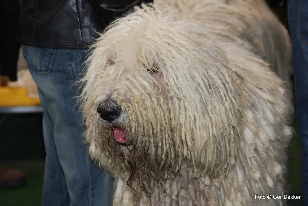 7. Komondor: The Dreadlocked Livestock Legend (Image Credits: Flickr)