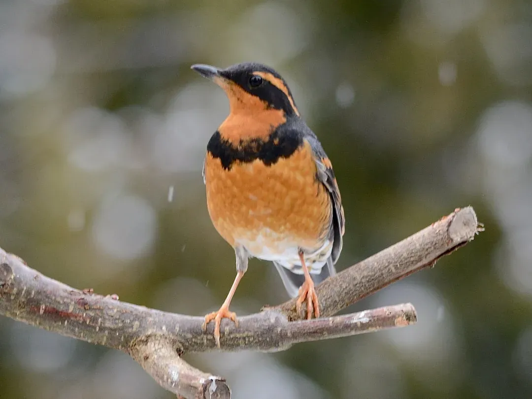 6. The Varied Thrush: The Stranger From the Pacific Northwest (Image Credits: Unsplash)