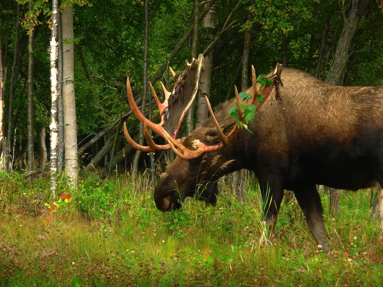 Moose (Image Credits: Pixabay)