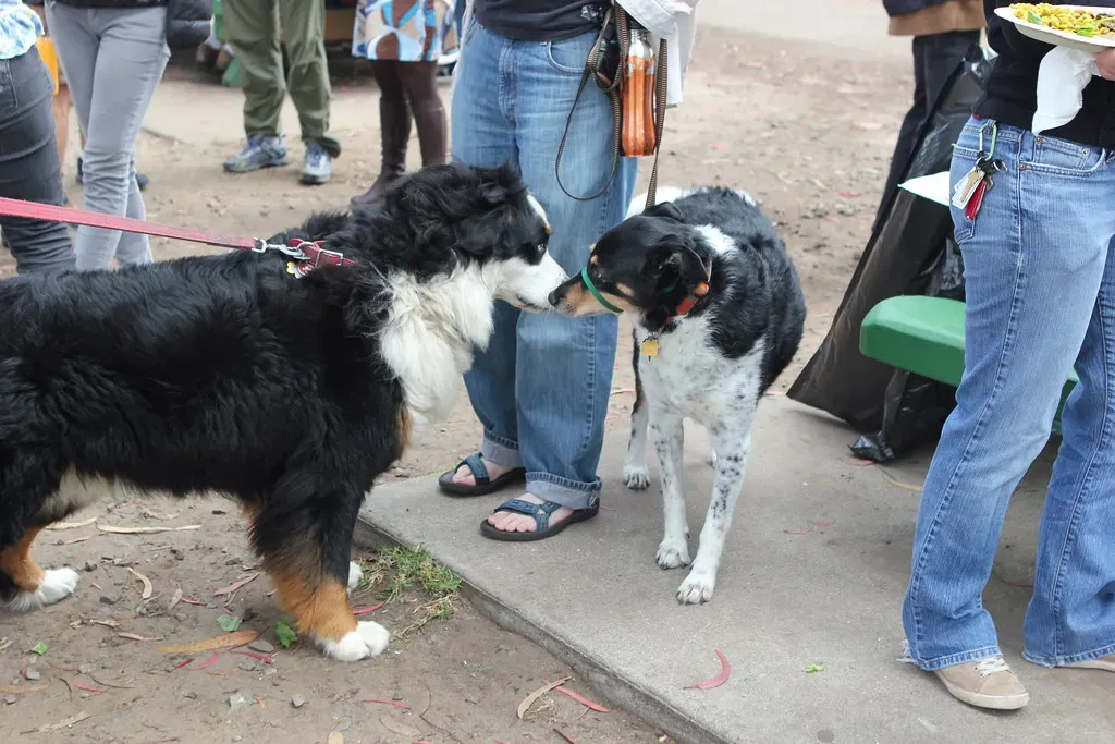 Behavior Problems Might Just Need More Sniffing (Image Credits: Flickr)