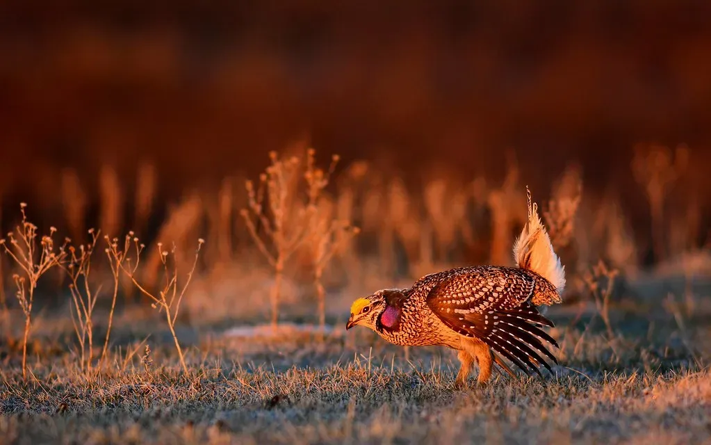 Conclusion: A Bird That Refuses to Disappear (USFWS Mountain Prairie, Flickr, CC BY 2.0)