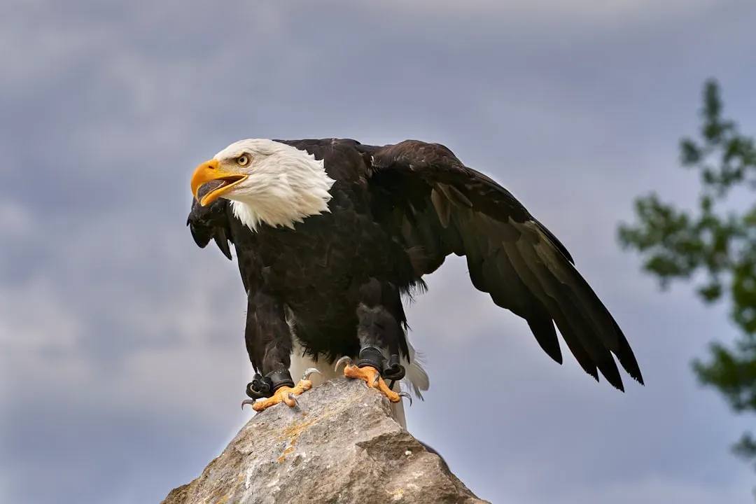 The Bald Eagle: Supreme Messenger of the Creator (Image Credits: Unsplash)