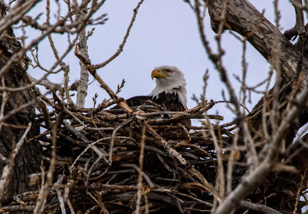 Bald Eagles and the Bowerbird: Two Very Different Kinds of Ambition (Image Credits: Unsplash)