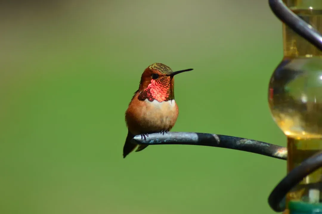 3. Rufous Hummingbird (Selasphorus rufus) (Image Credits: Unsplash)