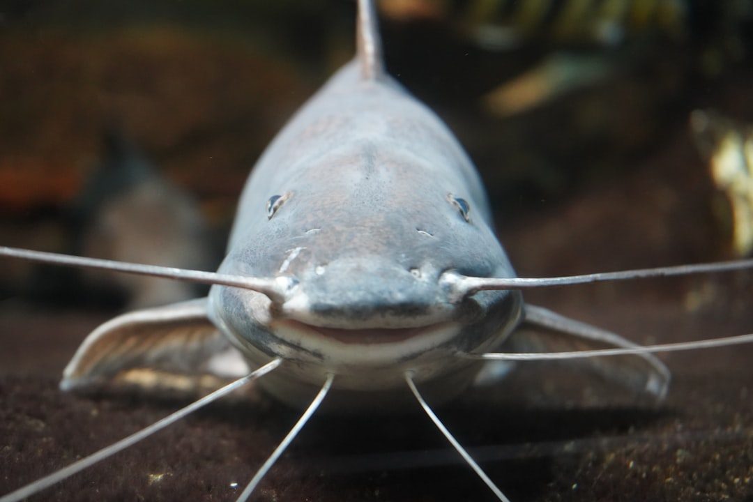 Catfish Taste With Their Entire Body (Image Credits: Unsplash)