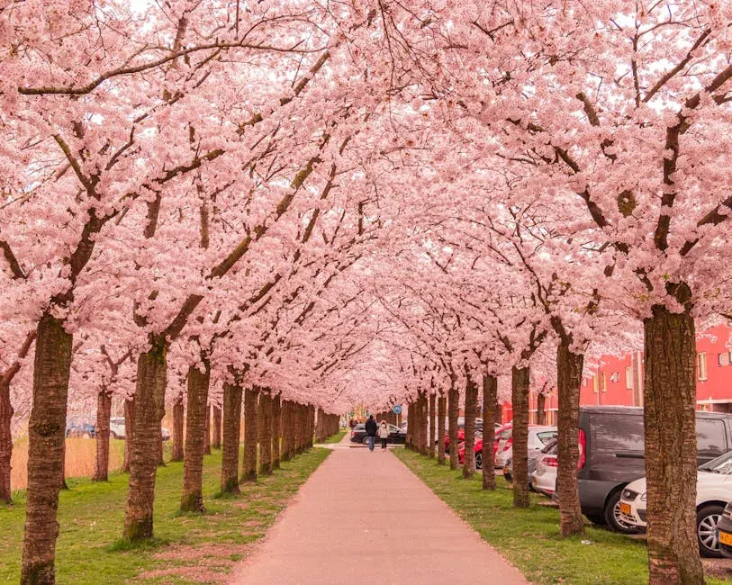 #7 Libra (September 23 – October 22): The Cherry Blossom (Image Credits: Pexels)