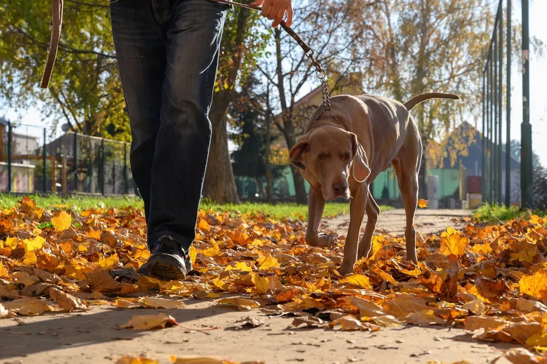 Weimaraner: The Velcro Dog on Overdrive (Image Credits: Unsplash)
