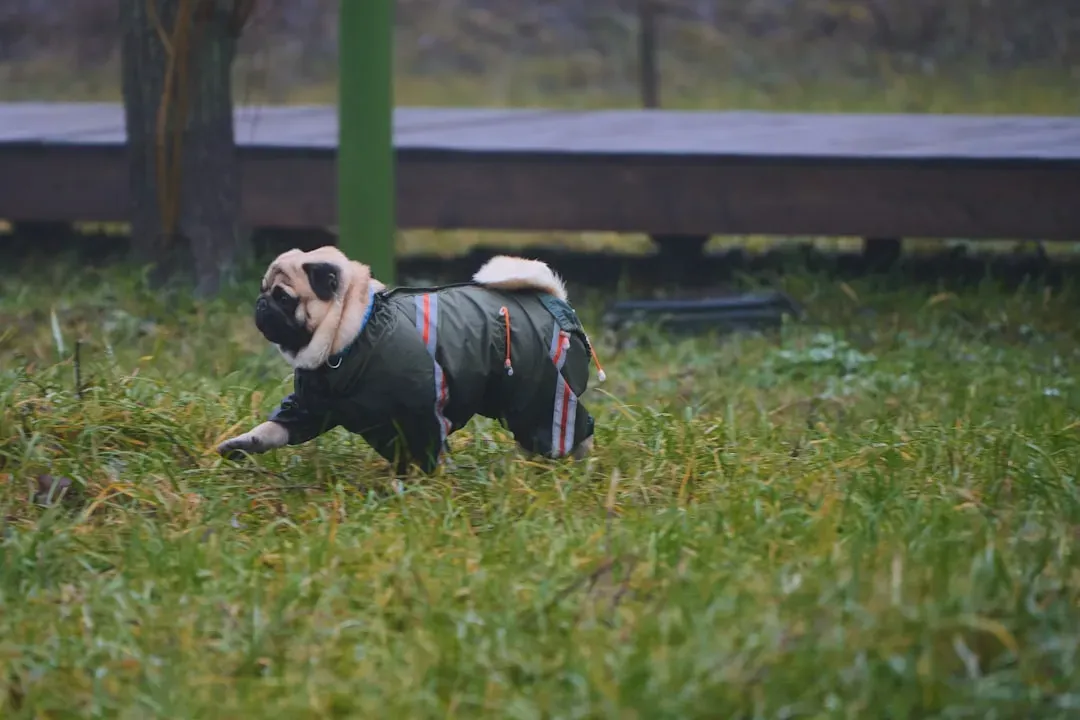 #14 - Pugs: The Charm That Can't Outrun the Biology (Image Credits: Unsplash)