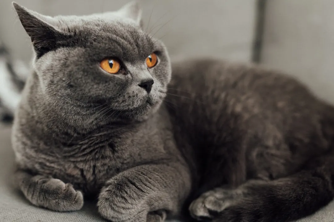 #32 &ndash; British Shorthair: The Living Teddy Bear (Image Credits: Unsplash)