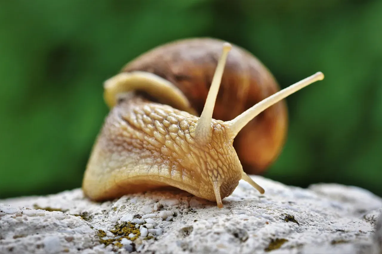 Desert Snail: The Master of Patience (Image Credits: Pixabay)