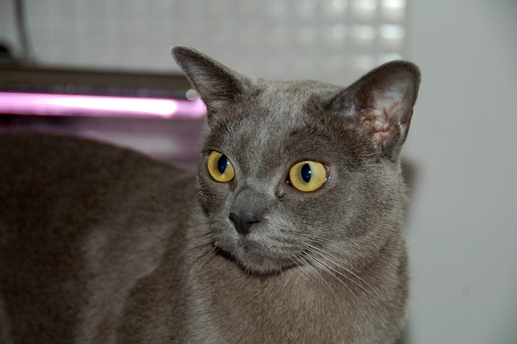 #3 Burmese (Image Credits: Flickr)