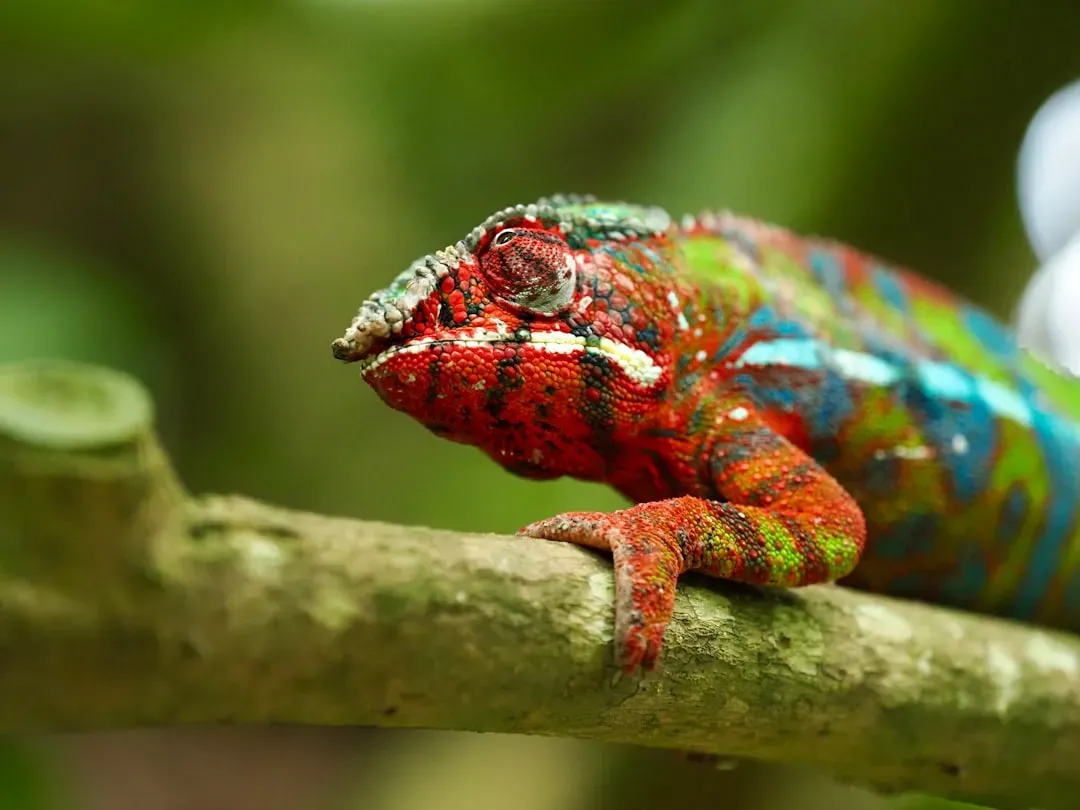 Color Changes and Visual Displays (Image Credits: Unsplash)