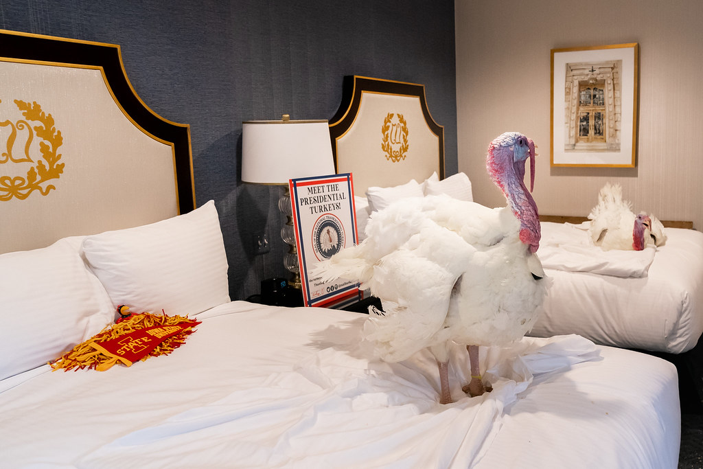 Modern Presidential Turkey Traditions (Image Credits: Flickr)