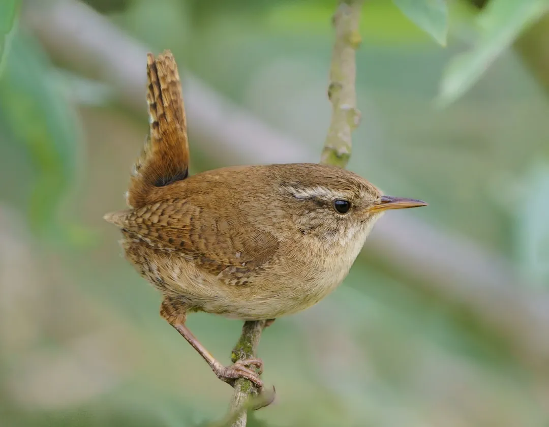 #12 - Wren and Tiny Resident Birds: Surviving Winters, Starting Early (Image Credits: Unsplash)