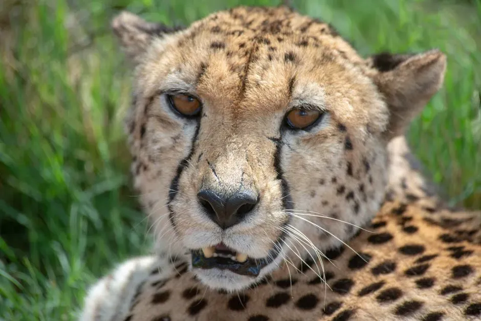 Kasi the Cheetah and Mtani the Labrador (Image Credits: Pexels)