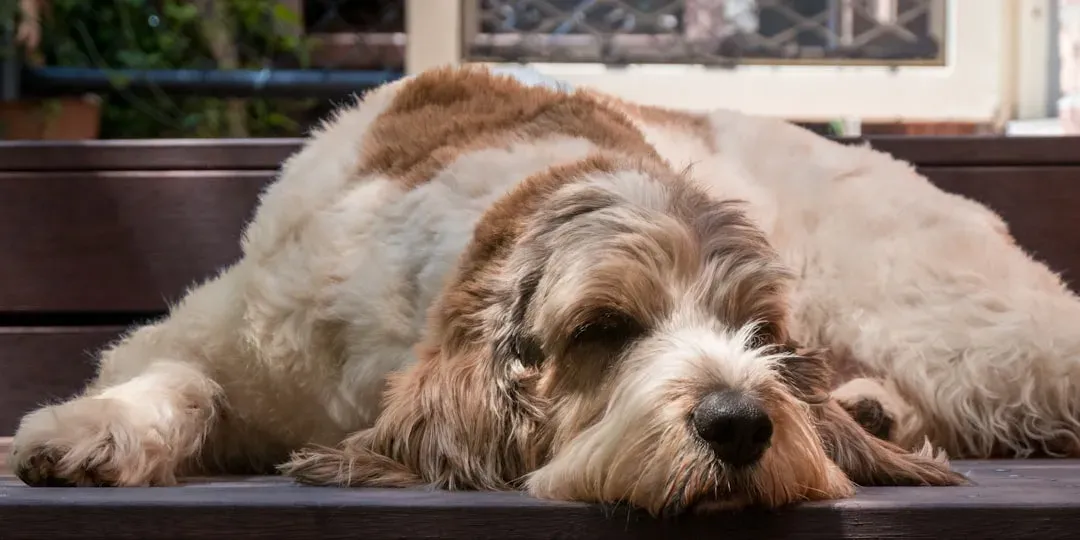 4. Excessive Sleeping or Unusual Lethargy (Image Credits: Unsplash)