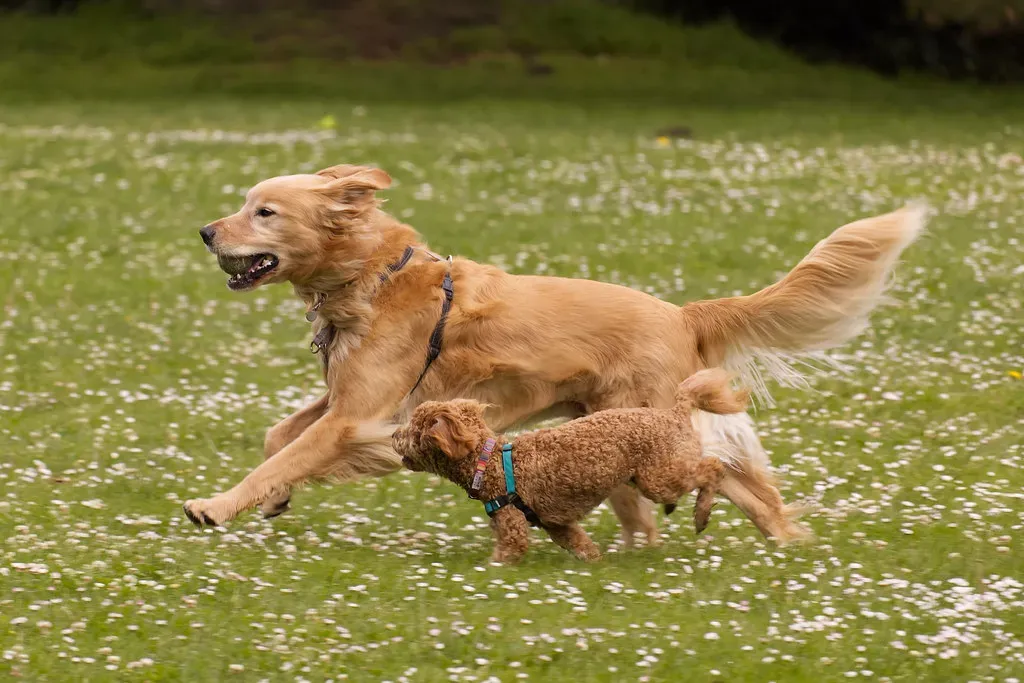 8. San Francisco, California - Where Every Neighborhood Has a Dog Park (Aly3naa, Flickr, CC BY 2.0)