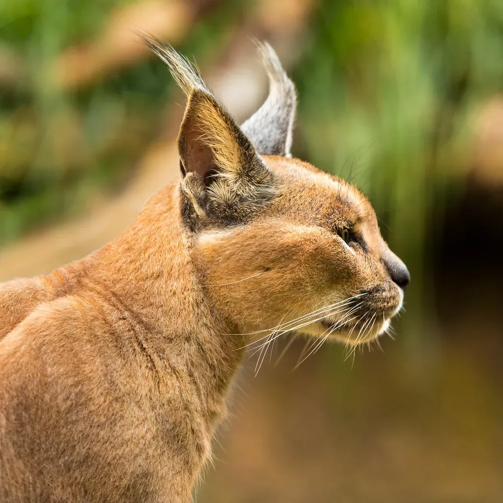 Taurus: The Caracal's Elegant Strength (Image Credits: Flickr)