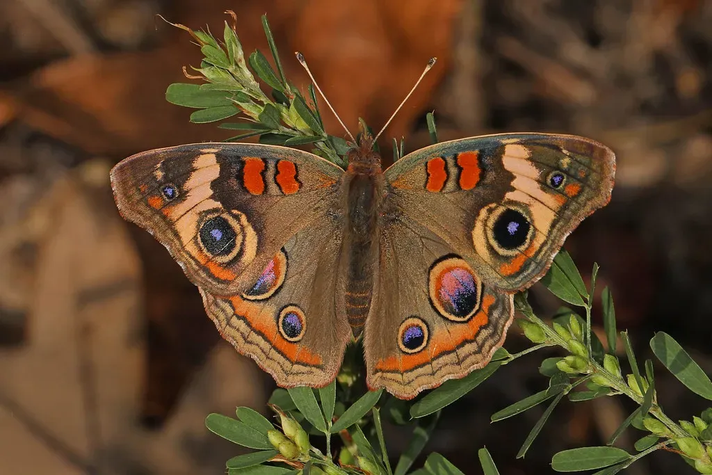5. Virginia - Blue Ridge Beauty and Appalachian Riches (Judy Gallagher, Flickr, CC BY 2.0)
