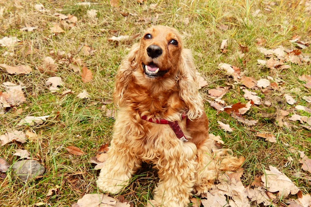 #12 - Cocker Spaniel: Emotional and Attachment-Prone (Image Credits: Unsplash)