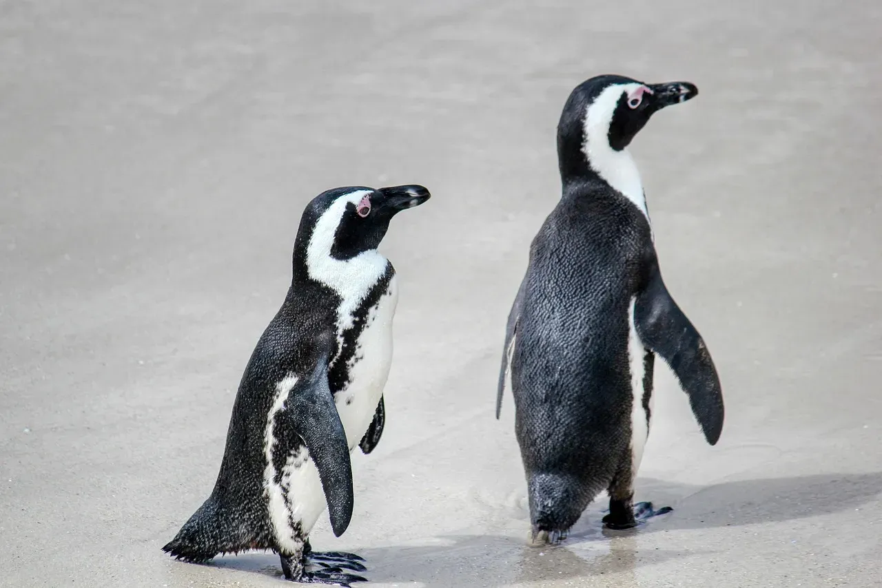 Molting Madness: Feathers All at Once (Image Credits: Pixabay)