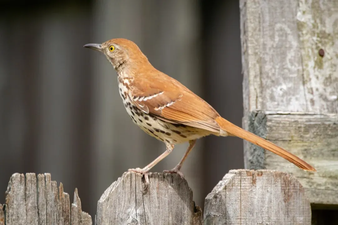 Brown Thrasher (Image Credits: Unsplash)