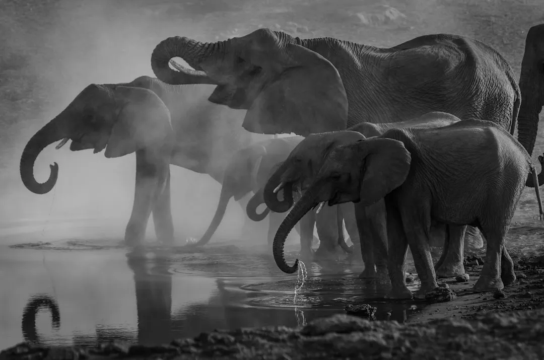 #2 - Elephants Return to a Dead Friend's Bones Years Later (Image Credits: Unsplash)