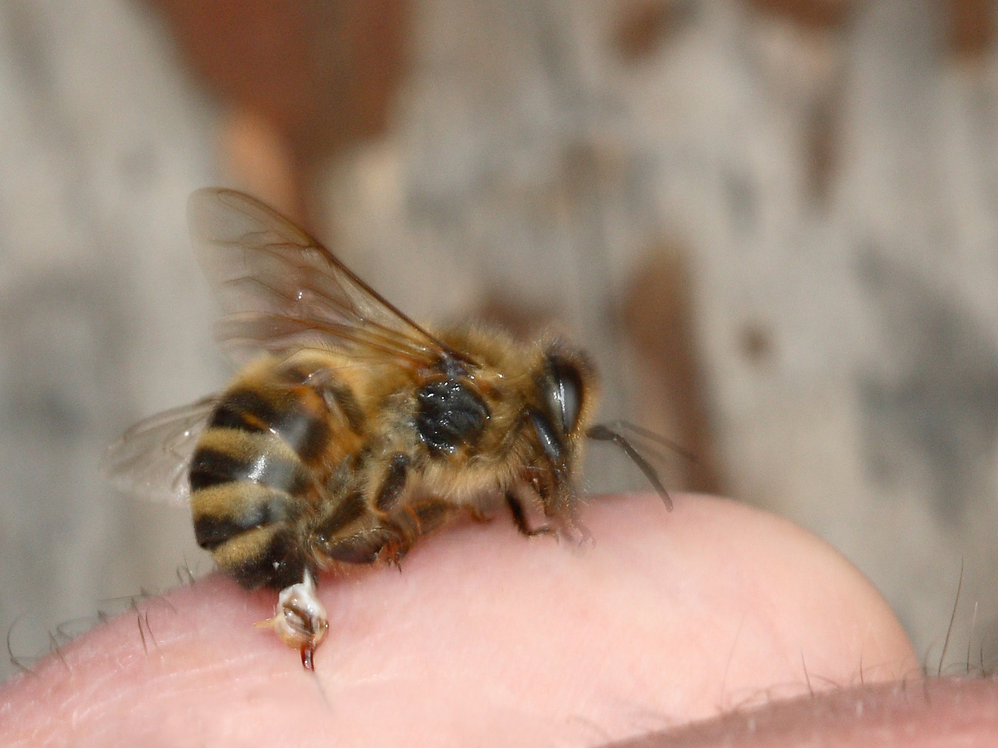 The Deadly Chemistry Behind Bee Attack Escalation (Image Credits: Wikimedia)