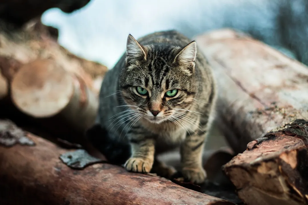 #13 - Quiet "Shadowing" of Other Pets Who Often Don't Notice (Image Credits: Unsplash)