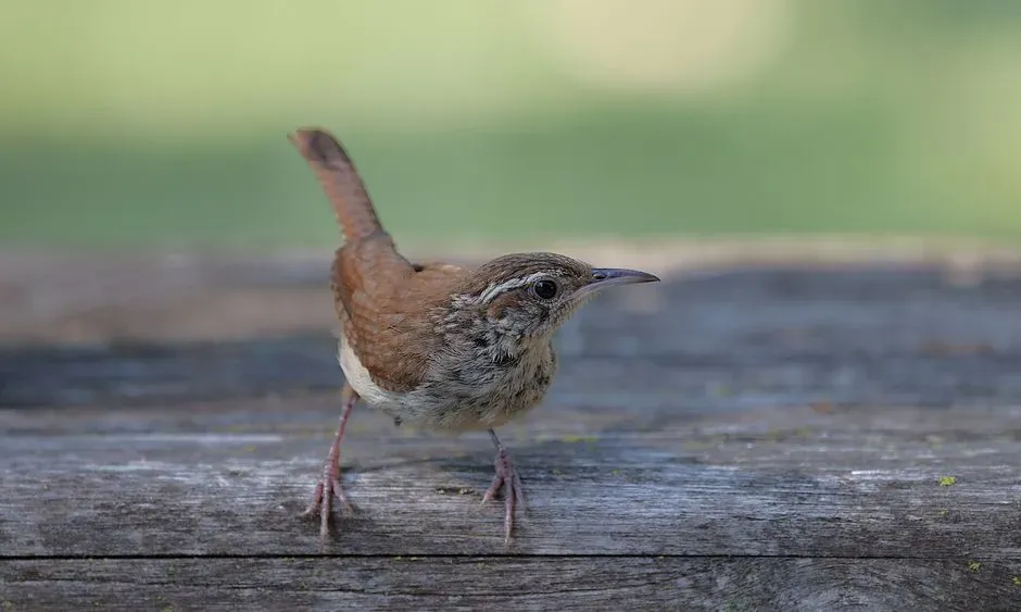 #4. They Are Fiercely Territorial Despite Their Tiny Size (Image Credits: Pexels)