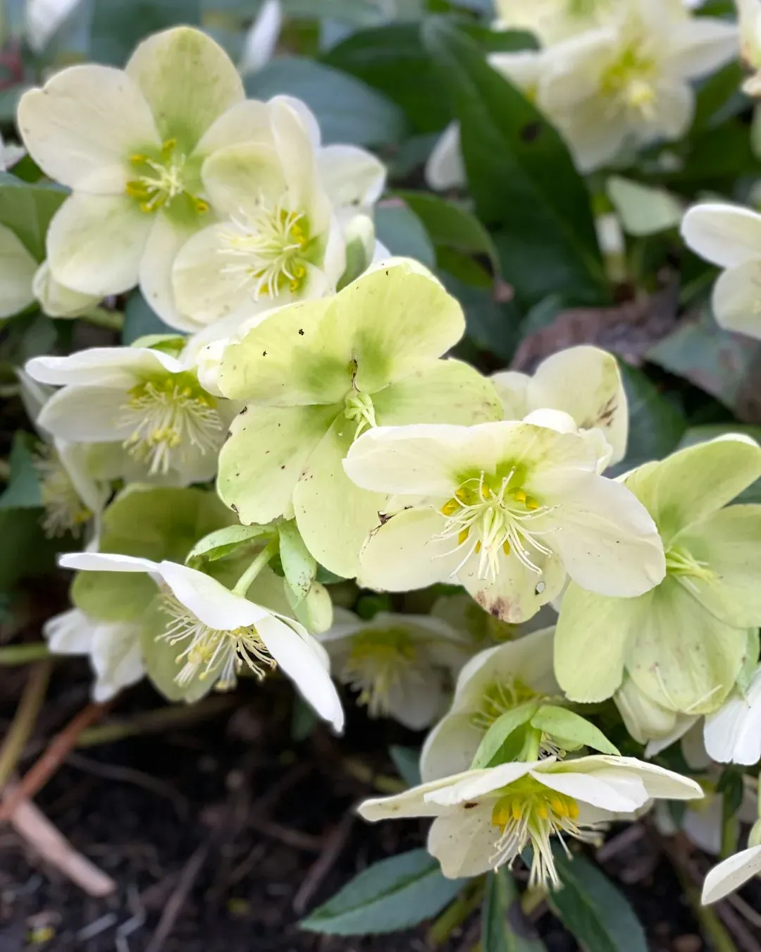 8. Hellebores: Shade-Loving Flowers Rabbits Tend to Avoid (Image Credits: Unsplash)