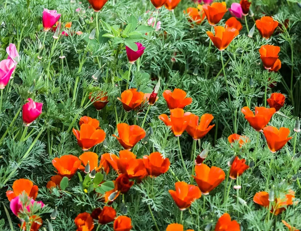 2. Plant Native Flowers, Shrubs, and Trees (Image Credits: Rawpixel)