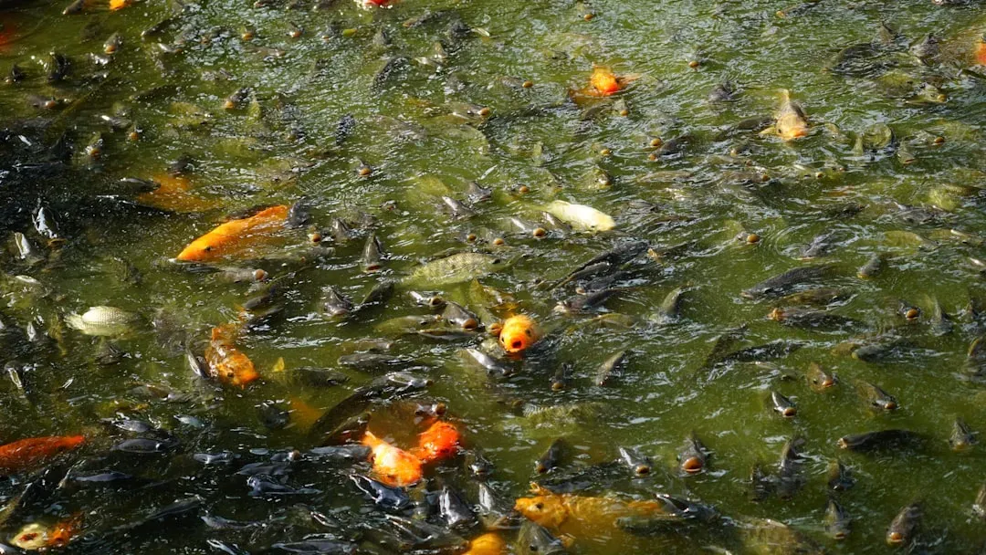 Managing Pond Equipment and Winter Maintenance (Image Credits: Unsplash)