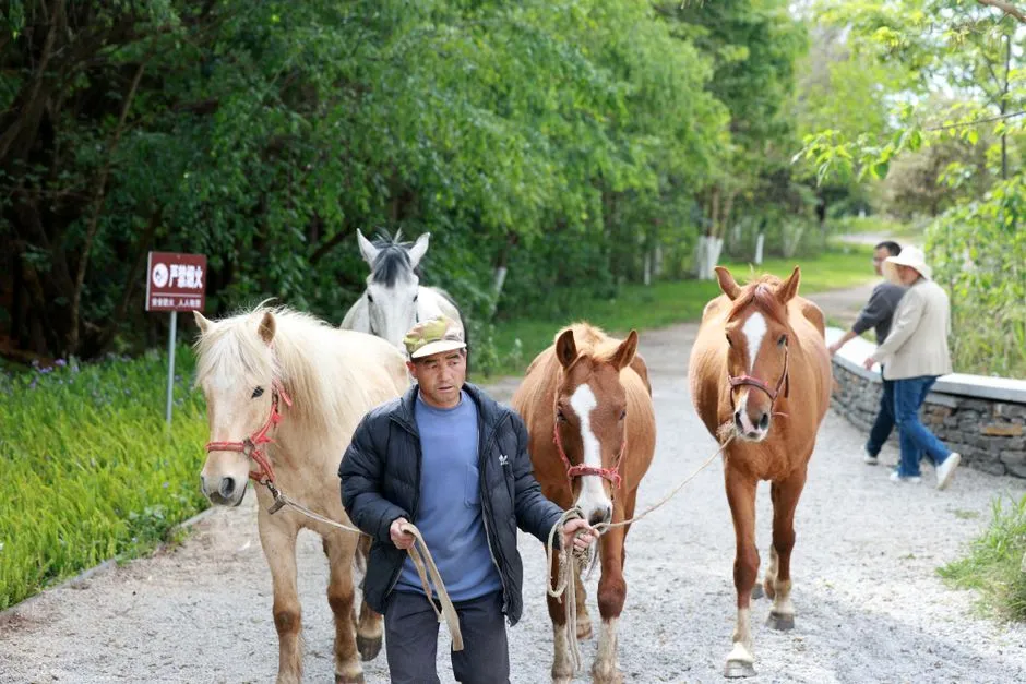 The Horse That Hates The Arena But Loves The Trail (Image Credits: Pexels)