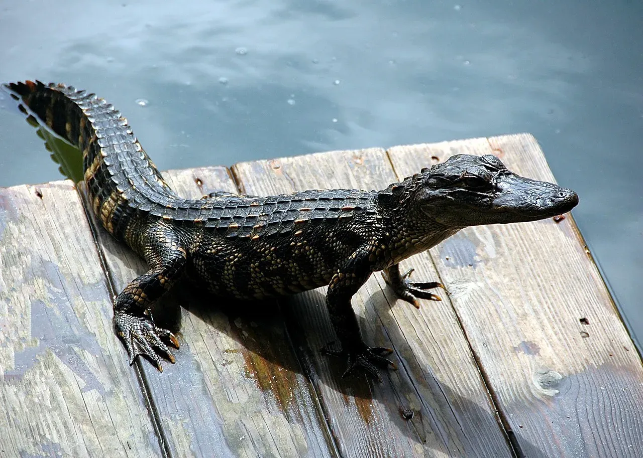 Florida: The Bite Capital of America (Image Credits: Pixabay)